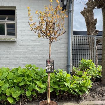 Physocarpus opulifolius DIABLE D'OR