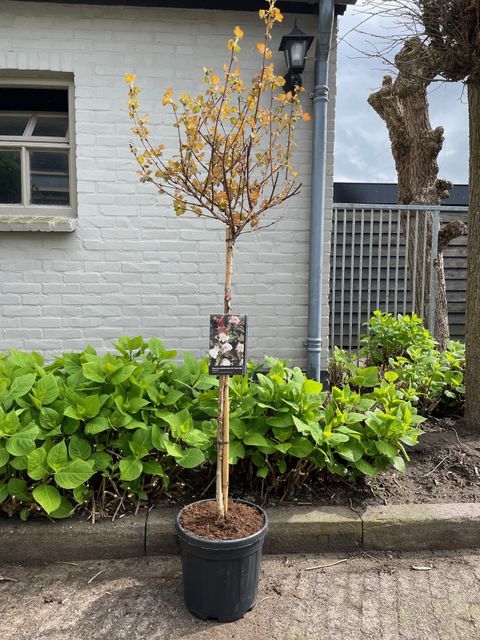 Physocarpus opulifolius DIABLE D'OR