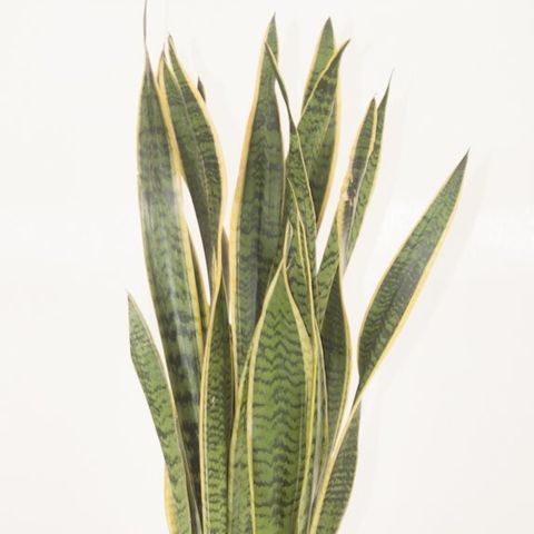 Sansevieria trifasciata 'Laurentii' — Plant Wholesale FlorAccess