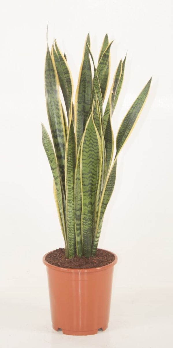 Sansevieria trifasciata 'Laurentii' — Plant Wholesale FlorAccess