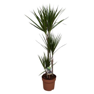 Dracaena marginata