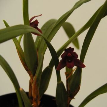 Maxillaria variabilis