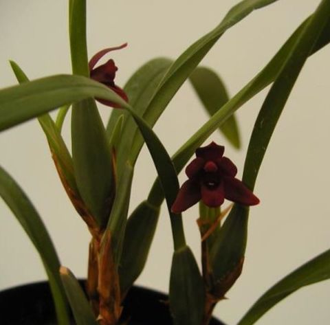 Maxillaria variabilis