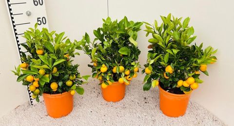 x Citrofortunella microcarpa