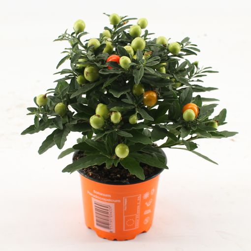 Solanum pseudocapsicum 'Jupiter' (Knaap, Kwekerij Jan van der)