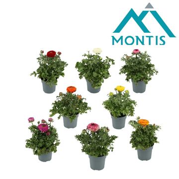 Ranunculus asiaticus SPRINKLES MIX