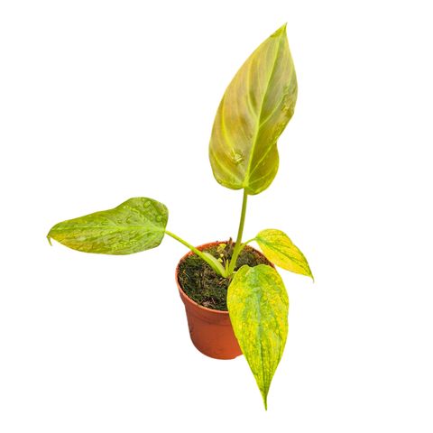 Filodendron corsinianum
