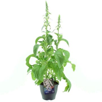 Digitalis purpurea 'Dalmatian White'