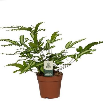Pteris cretica 'Albolineata'