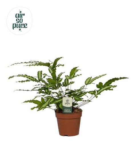 Pteris cretica 'Albolineata'