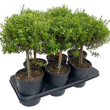 Myrtus communis