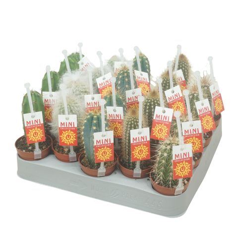 Cactus MIX