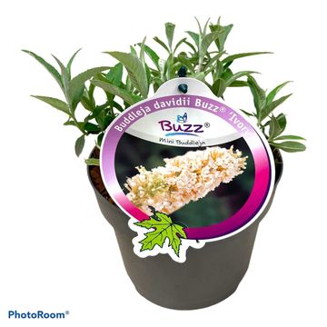 Buddleja davidii BUZZ IVORY