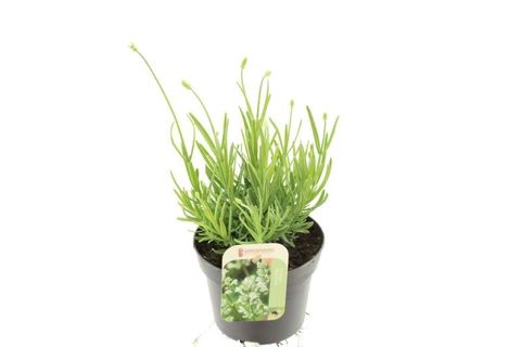 Lavandula angustifolia AROMATICO SILVER