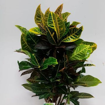 Codiaeum variegatum 'Petra'