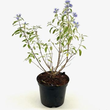 Caryopteris x clandonensis 'White Surprise'