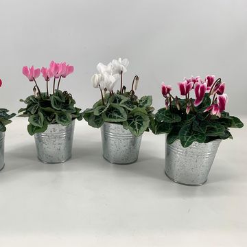 Cyclamen SUPER SERIE VERANO MIX