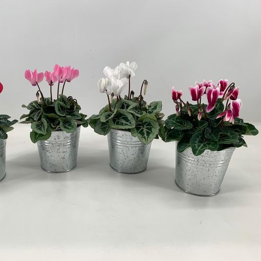 Cyclamen SUPER SERIE VERANO MIX