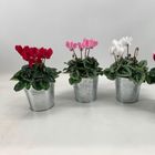 Cyclamen SUPER SERIE VERANO MIX