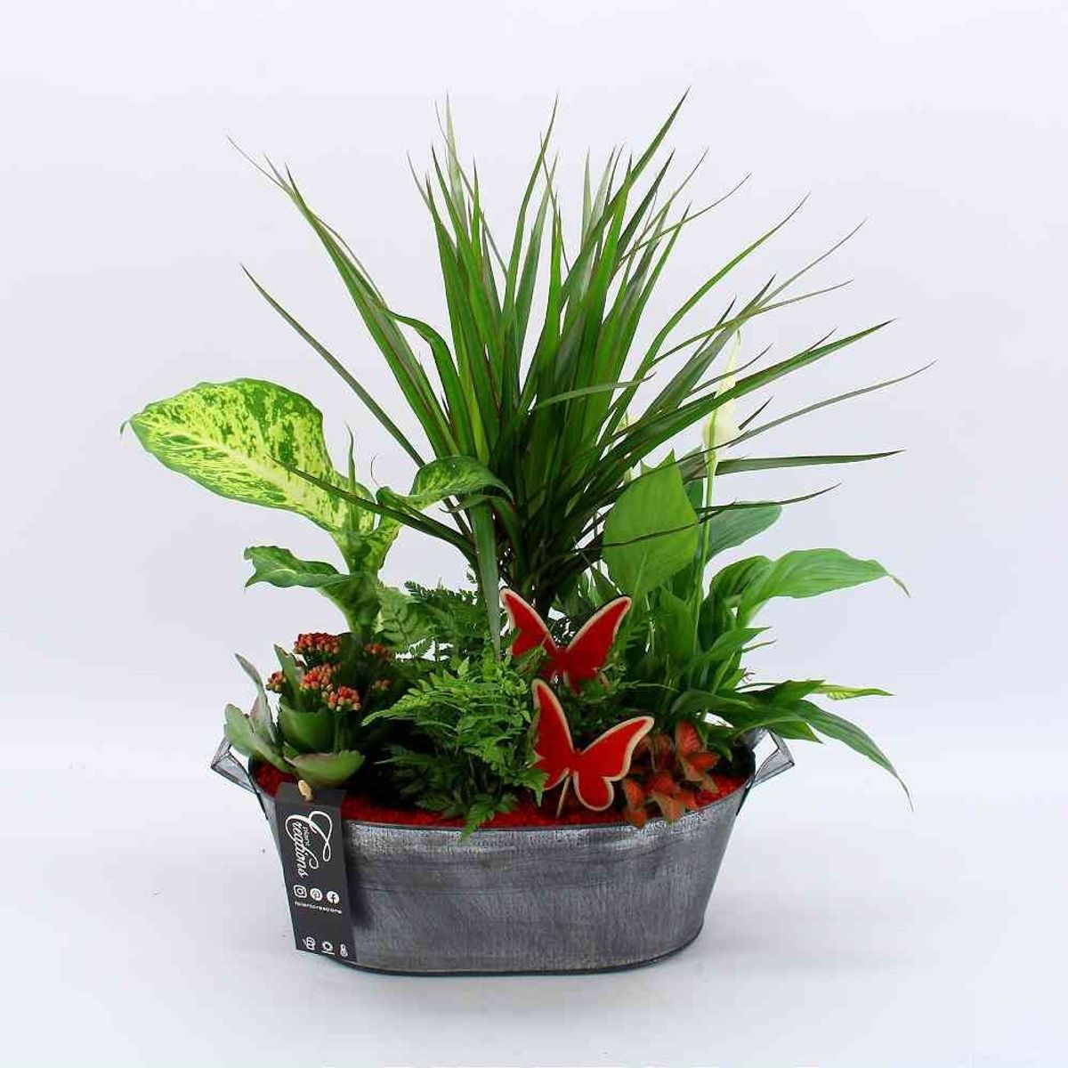 Arrangements Houseplants — Plant Wholesale FlorAccess
