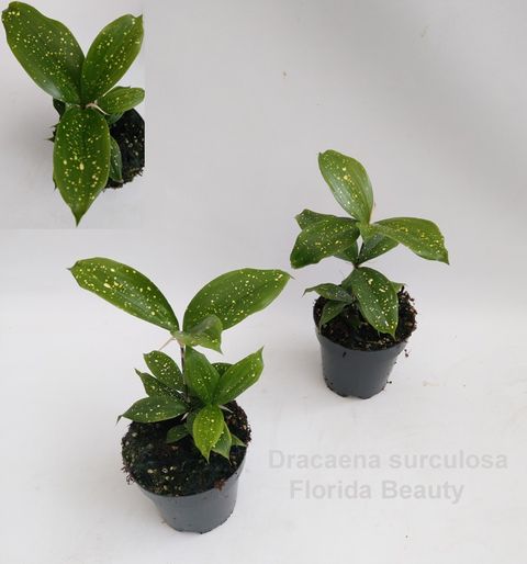 Dracaena surculosa 'Florida Beauty'