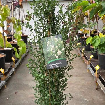 Ceanothus thyrsiflorus '’Millerton Point’'