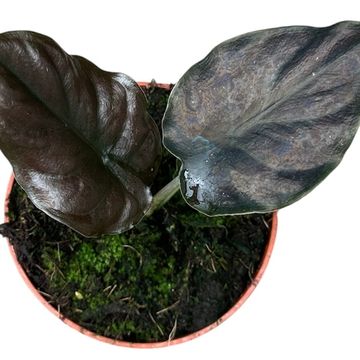 Alocasia infernalis BLACK MAGIC