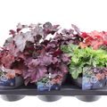 Heuchera CARNIVAL MIX