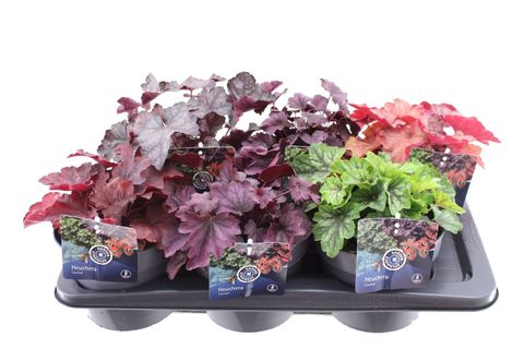 Heuchera CARNIVAL MIX