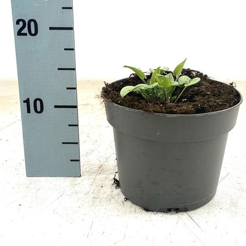 Brunnera macrophylla 'Looking Glass'