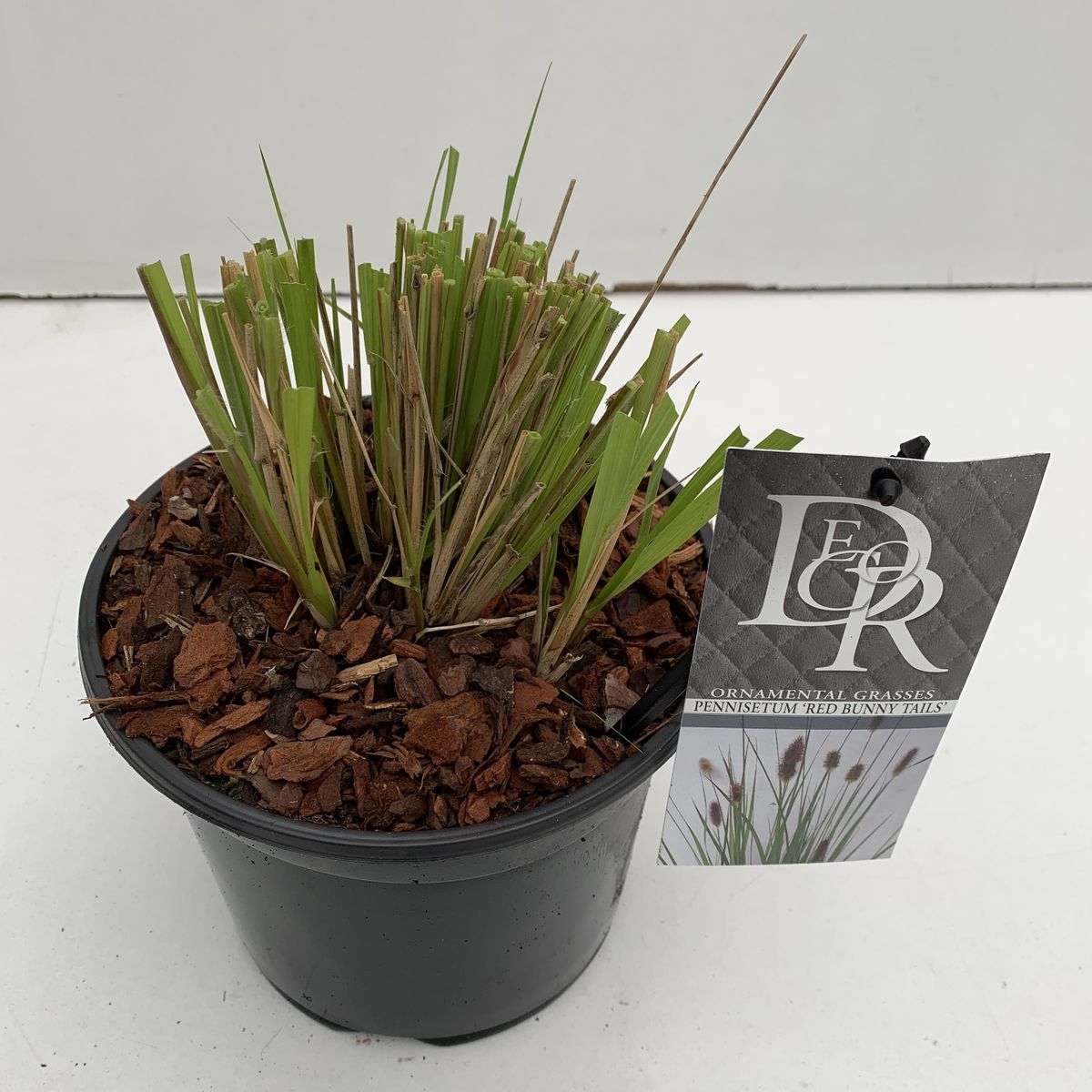 Pennisetum massaicum 'Red Bunny Tails' — Vendita all'ingrosso piante ...