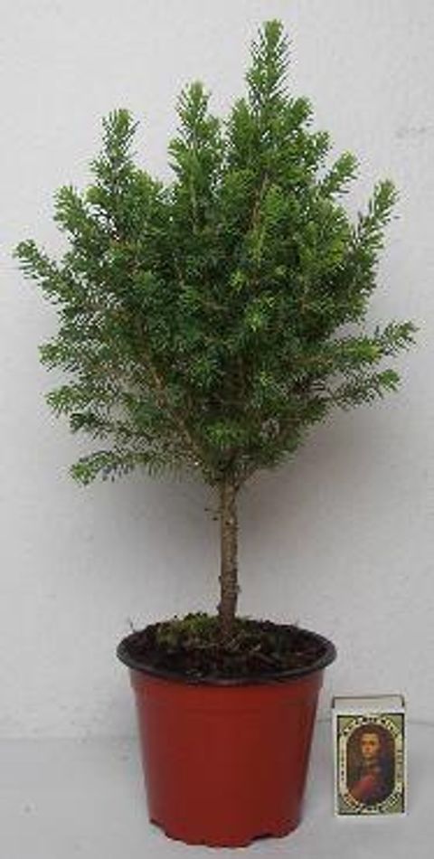 Picea glauca PERFECTA