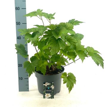 Anemone x hybrida 'Honorine Jobert'