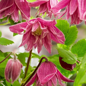 Clematis 'Imke'