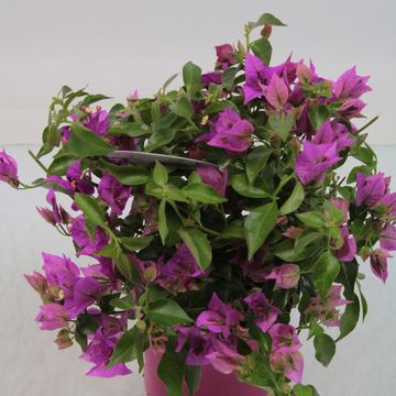 Bougainvillea 'Alexandra'
