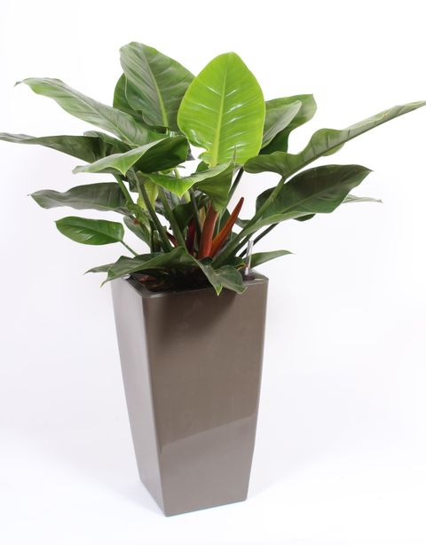 Philodendron 'Imperial Green'