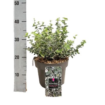 Euonymus fortunei 'Emerald Gaiety'