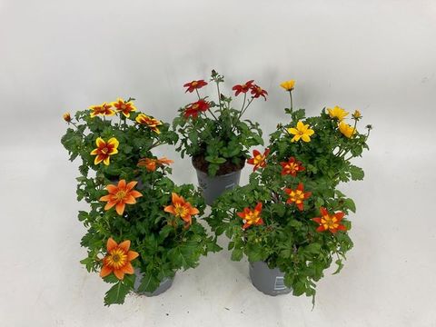 Bidens ferulifolia MIX