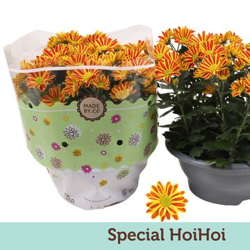 Chrysanthemum HOIHOI