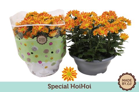 Chrysanthemum HOIHOI