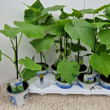 Cucumis sativus 'Cyrano'