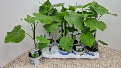 Cucumis sativus 'Cyrano'