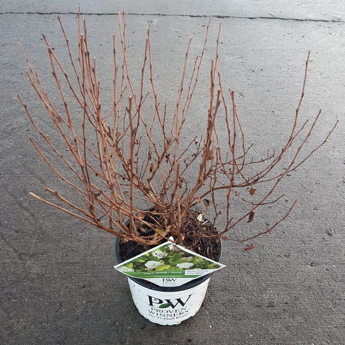 Physocarpus opulifolius TINY WINE GOLD — Plant Wholesale FlorAccess