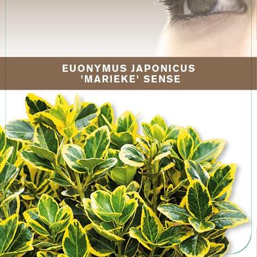 Euonymus japonicus MARIEKE