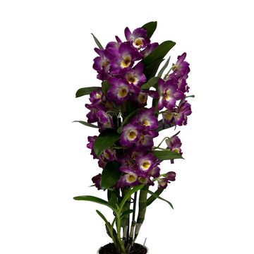Dendrobium nobile BOUQUET PURPLE RAIN
