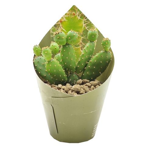 Opuntia quitensis
