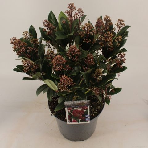 Skimmia japonica 'Rubella'