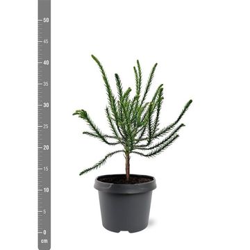 Cryptomeria japonica 'Dacrydioides'