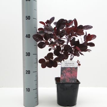 Cotinus coggygria 'Роял Пепл'