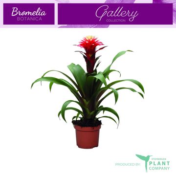 Guzmania 'Ruby'